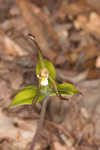 Large whorled pogonia